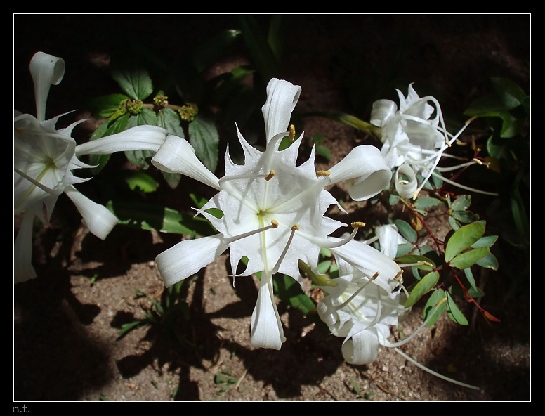 In welcher sich Schneeflocken in der südlichen Hemisphäre, wenn wir Winter kommt ...