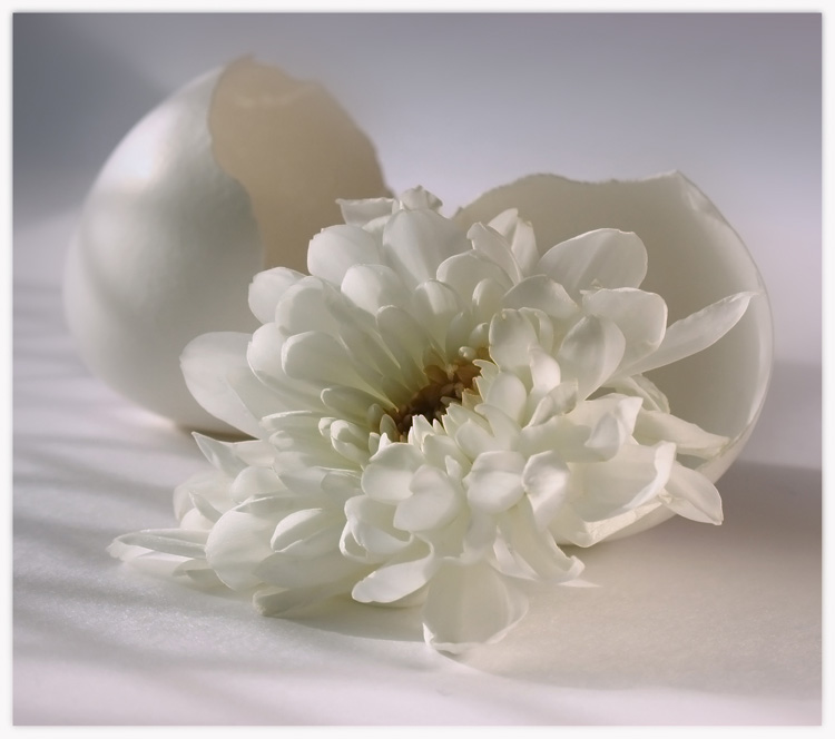 Manifestation eines weißen