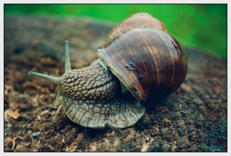 Schnecke