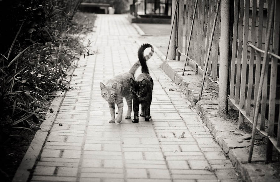 Beine, Füße - ihren Schwänzen!