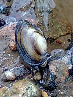 schlichte Schönheit