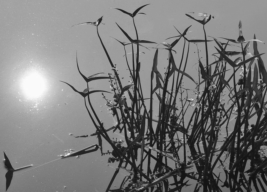 a haiku about the dragonfly