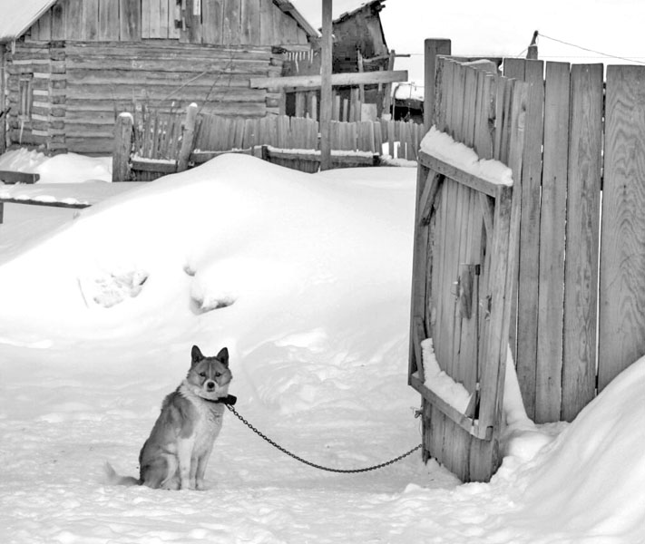 über das Leben des Hundes