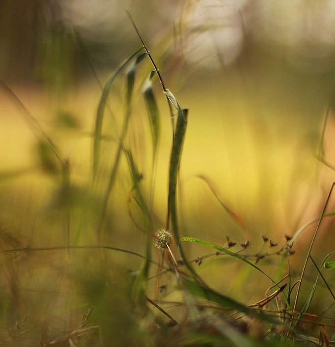 Zwischen Gräsern