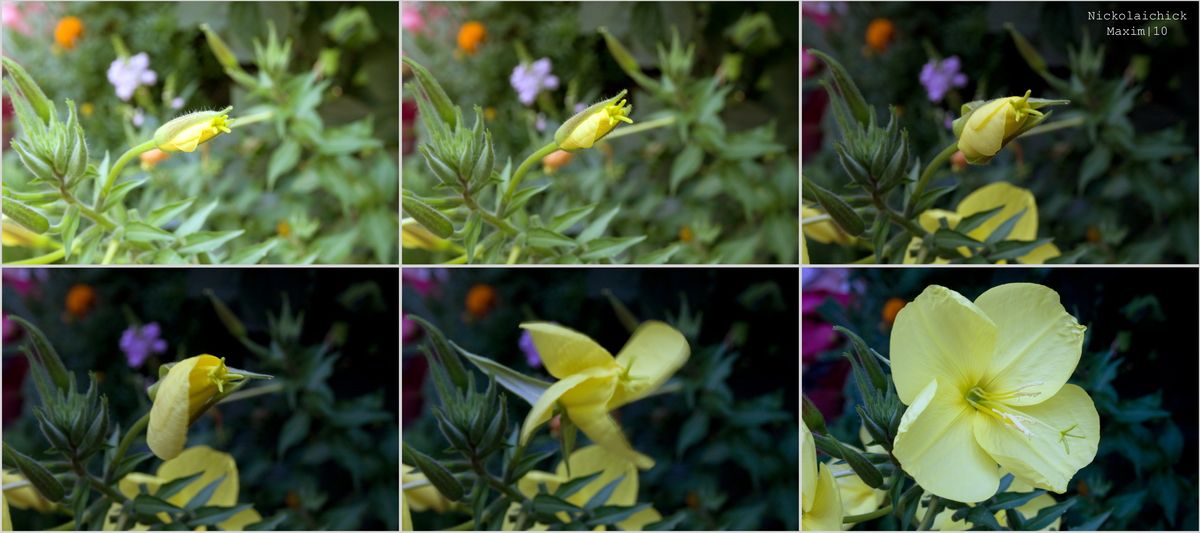 Offenlegung einer Knospe