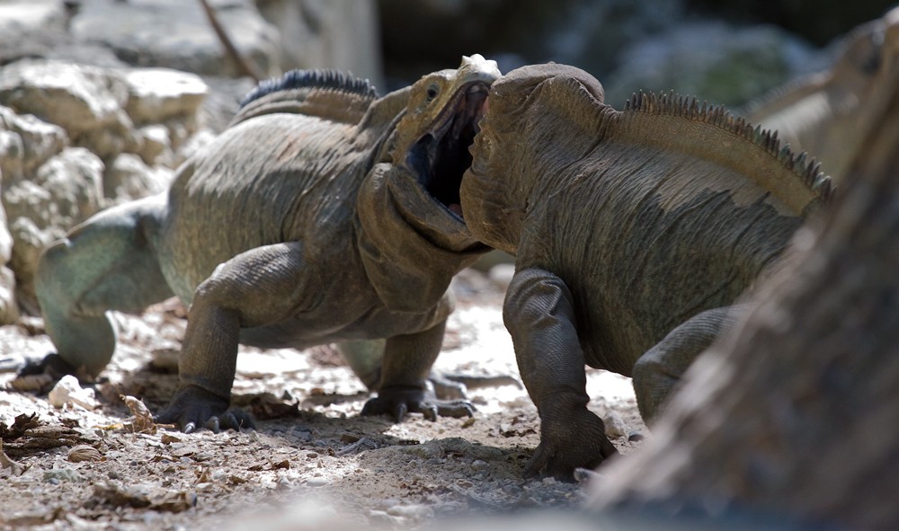 Peel?! Nun Dykhne ....