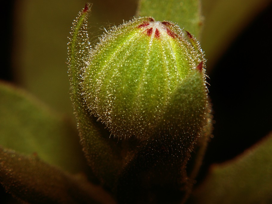 * Erfahren Sie, wie Wassermelonen wachsen *