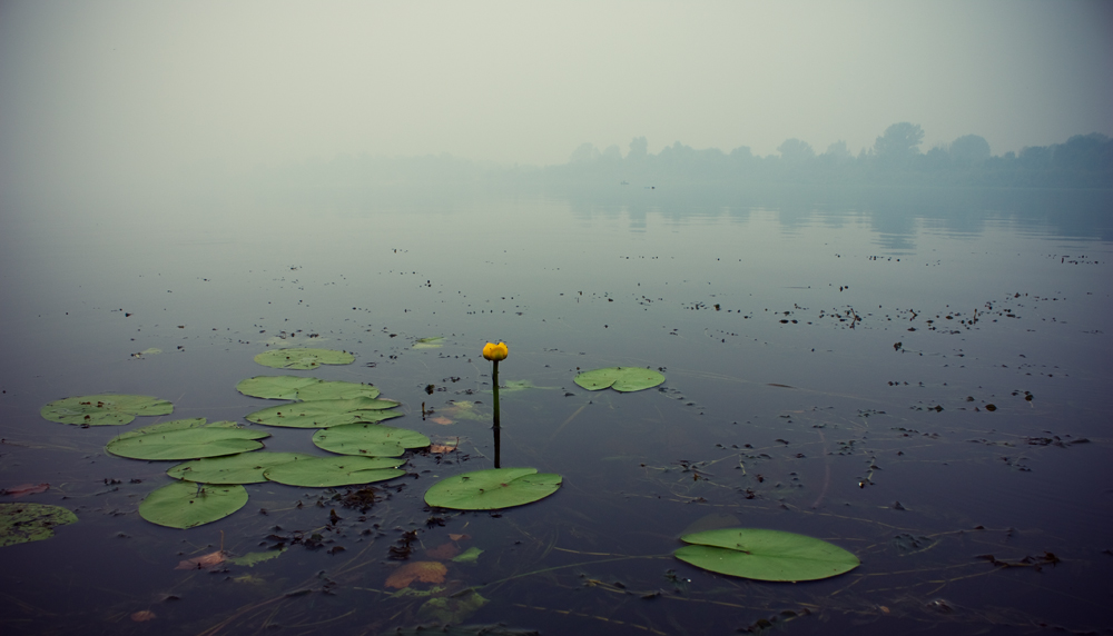 über das Leben in den Rauch