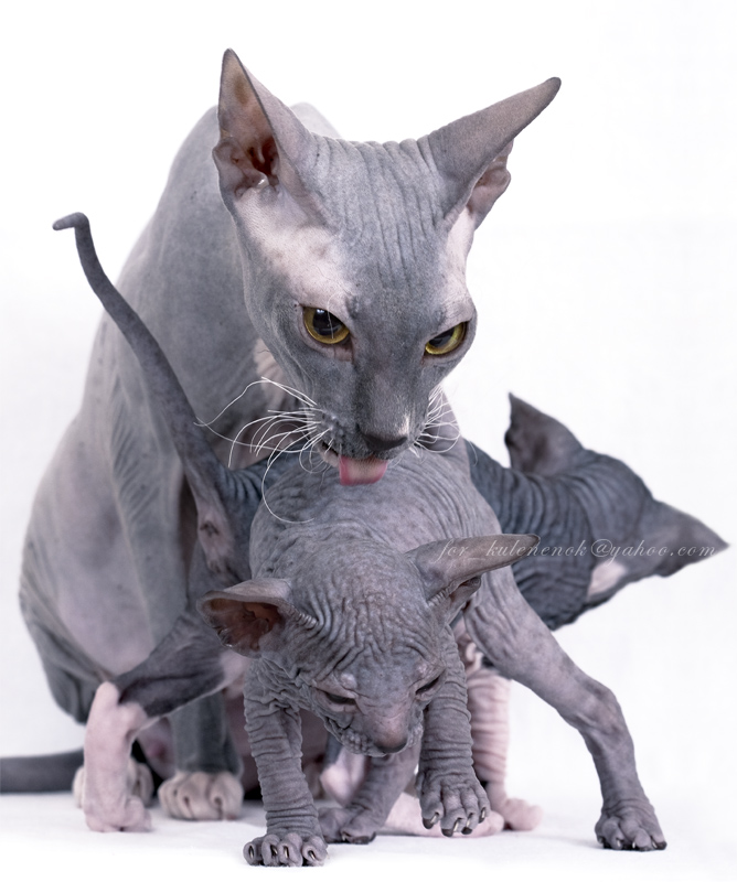 Waschen gefüllt Kätzchen.