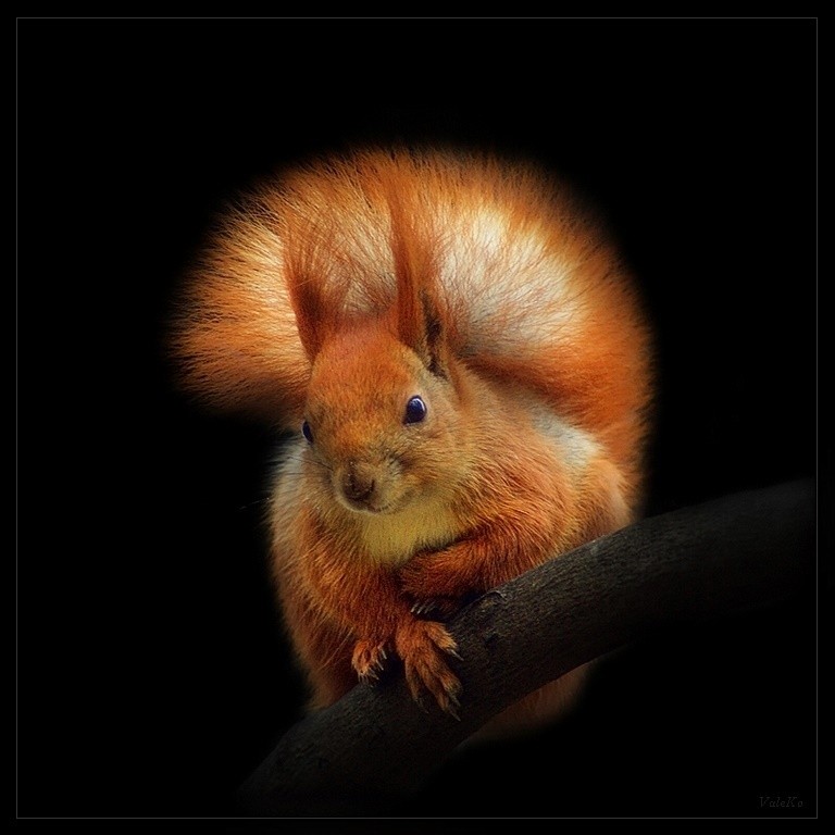 Protein in den schwarzen