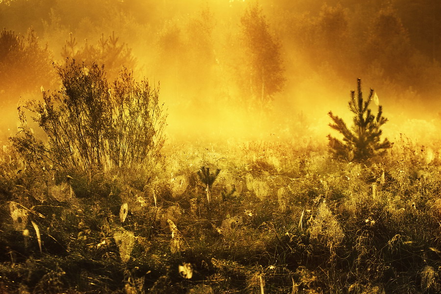 Arachnidian Paradies