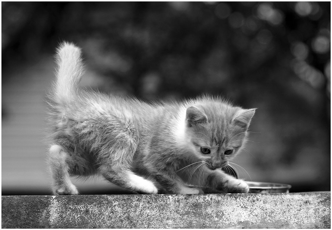 Rough Fell, einen Schwanz Rohr auf einer Straße, die er nicht aufhören wollte ...