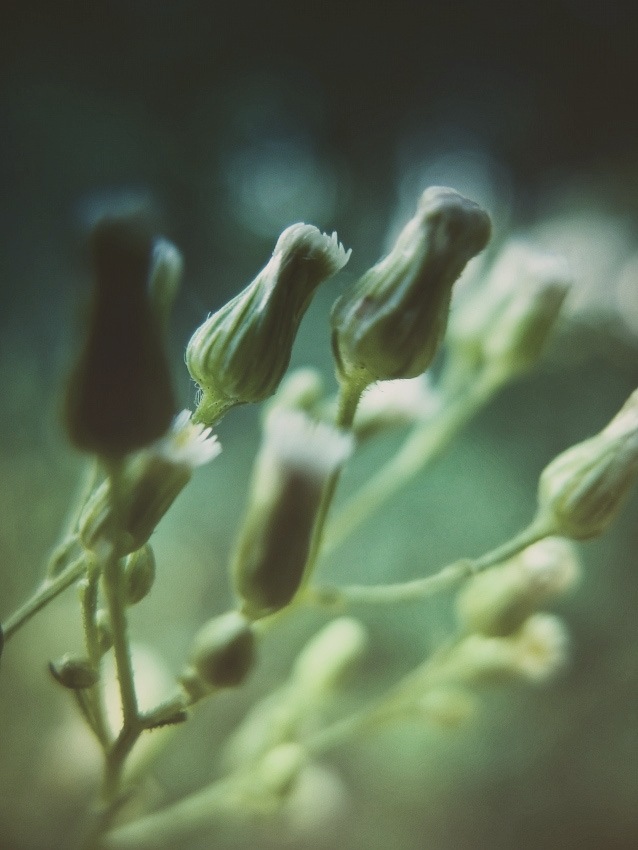 ..... Flüstern des Windes ....