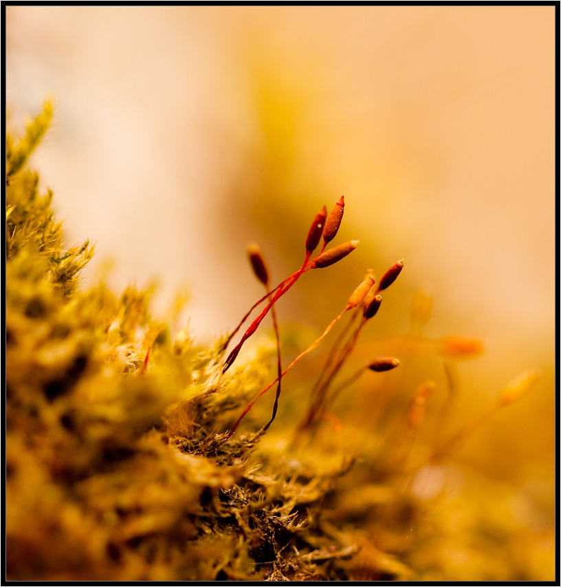 Die Mars-Chroniken ...