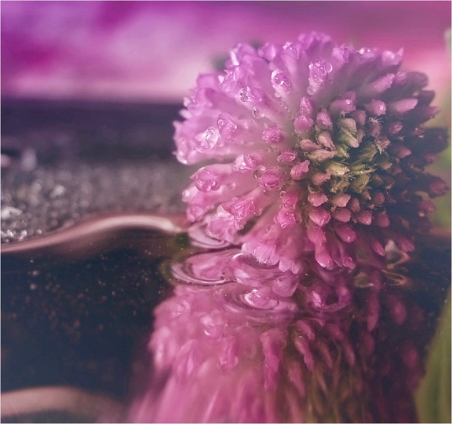 ......my violet.....