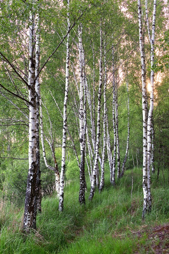 Land Birke Baumwolle ...