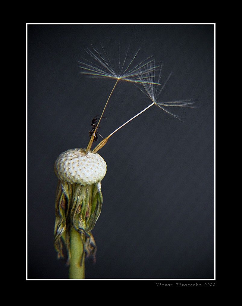 Die Ameise und der Löwenzahn.