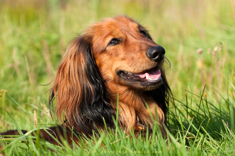 Chester, langhaarigen Dackel Zwerg.