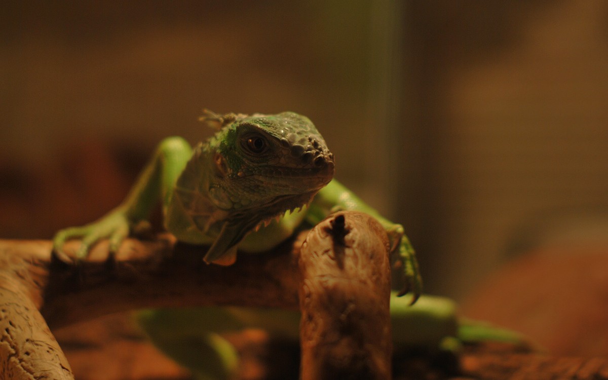 Aber wo die versprochene Vogel?