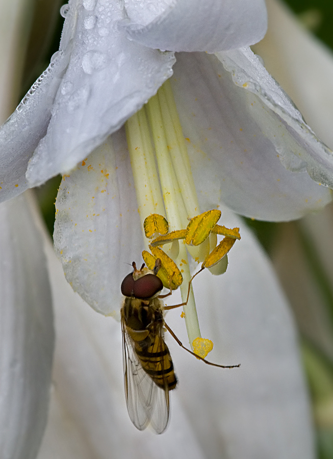 Athlete - gezogen - essen ....