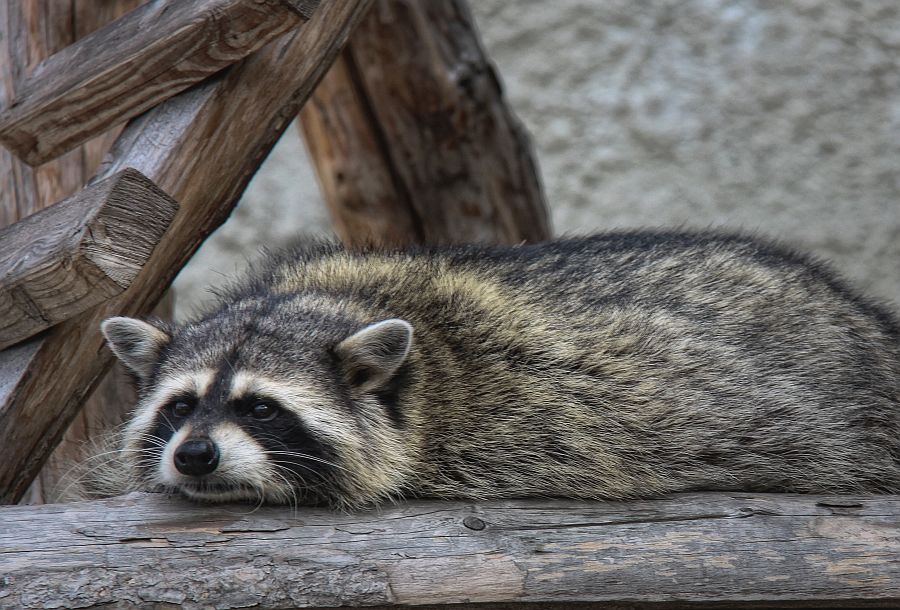 Ich bin ohne dich traurig ...