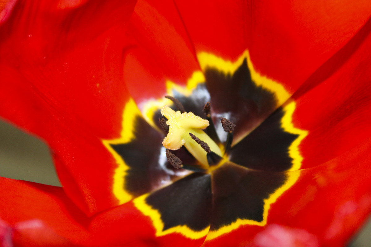 Tulip