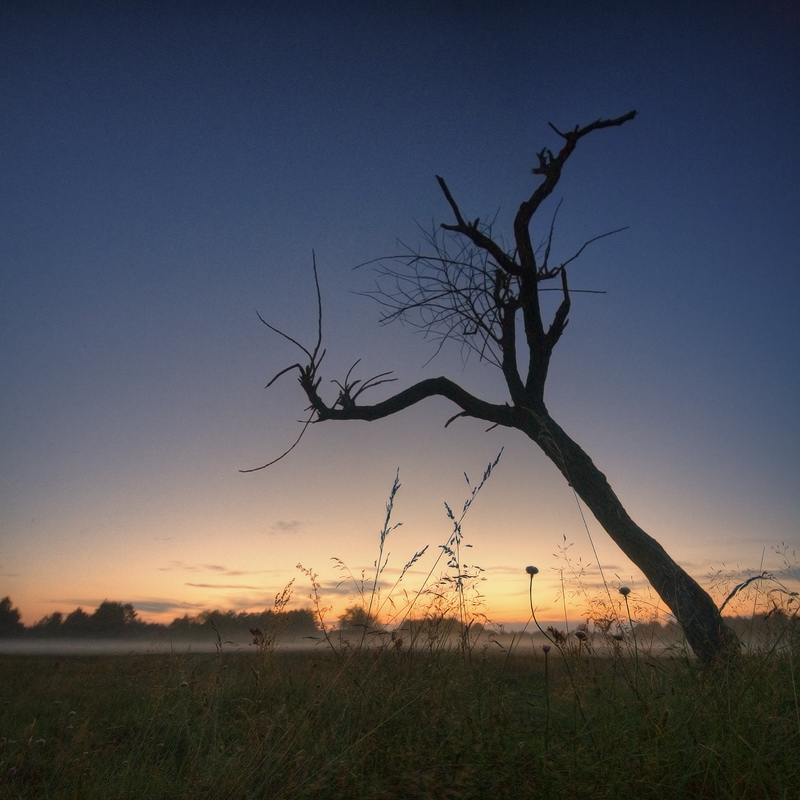 | Wiese bei Sonnenuntergang |