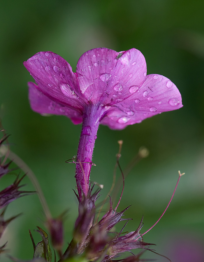 Regen pokapal und weitergegeben ... (6)