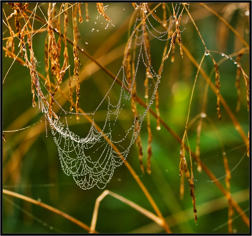 Collier Charlotte ...
