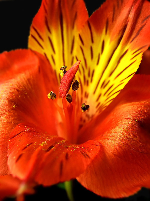 "Palm" Alstroemeria ...