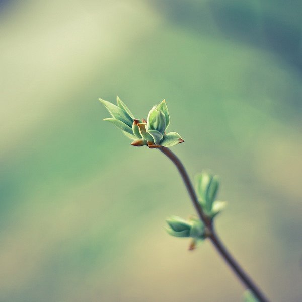 Speicher des Frühlings