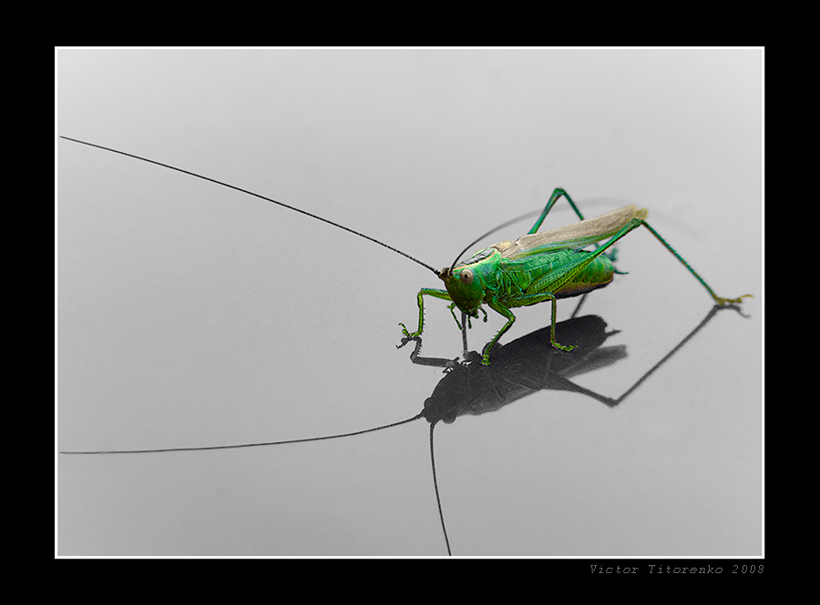 Kommen Sie nicht - aufgespießt!