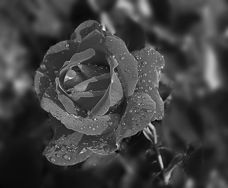 Regen pokapal und weitergegeben ... (7)