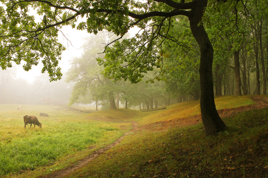 Sommermorgen im Wald