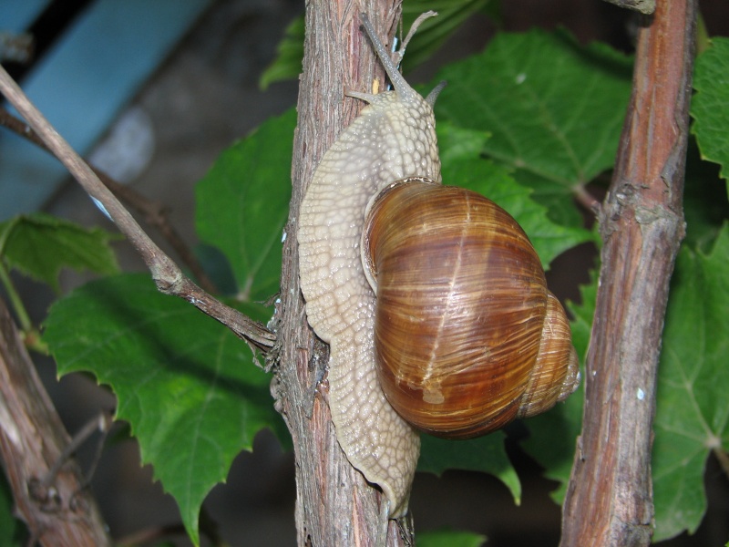 Schnecke