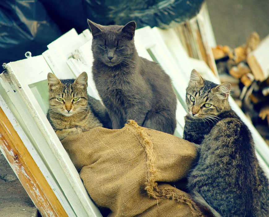 "Nun, Che fatograf !?!?!?!"