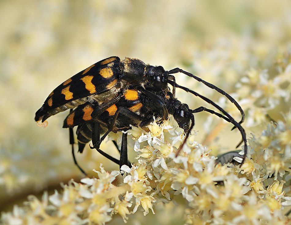 Ja, ja, ja, ich weiß: Spion ist nicht gut ...