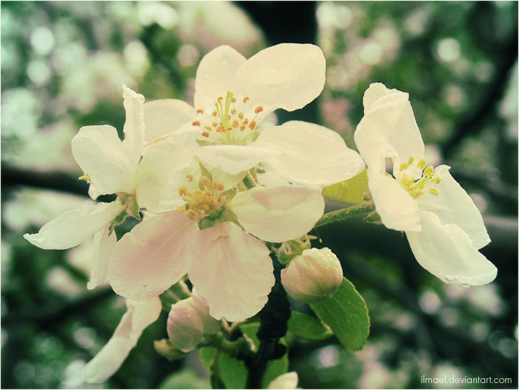 spring apple