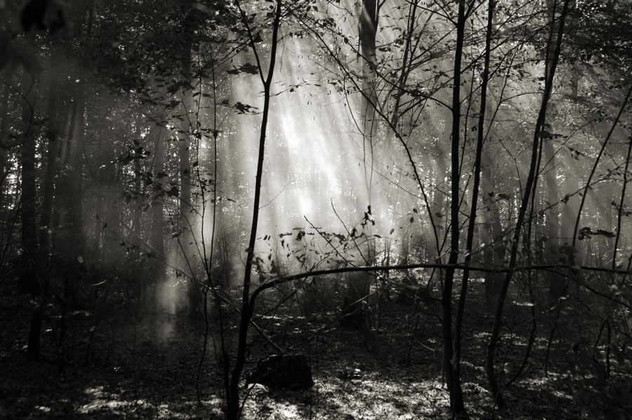 Durch die Krone (schwarz)