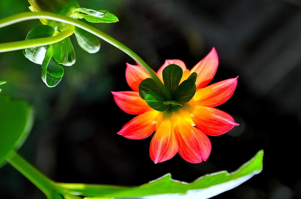 Meine fotoetyud.Georginka ...