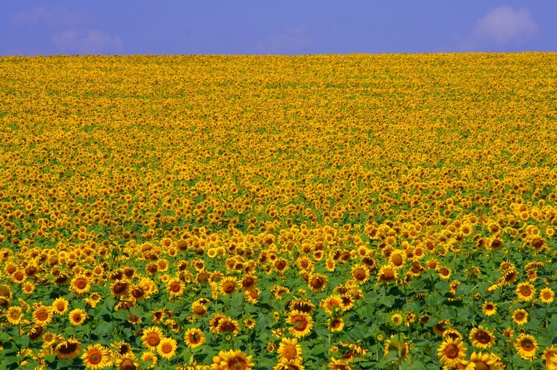Sonnenblumen