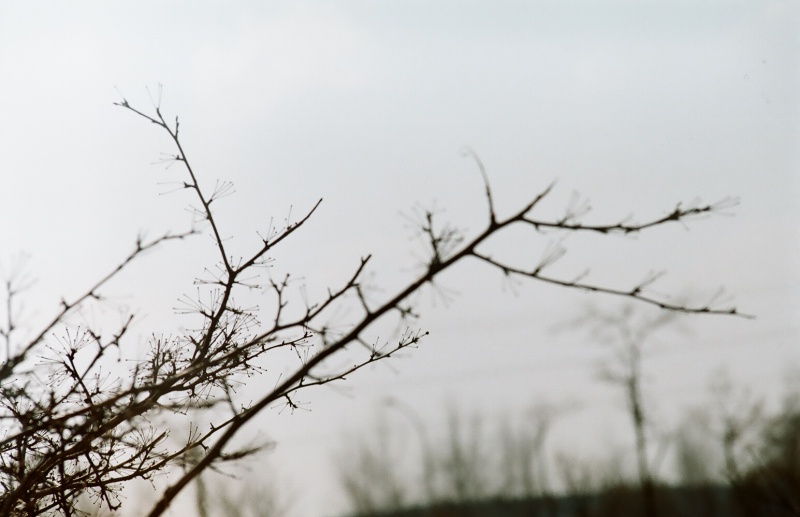 the last dead leaf has fallen