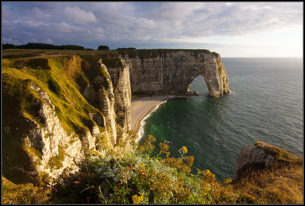 Blumen auf der Klippe