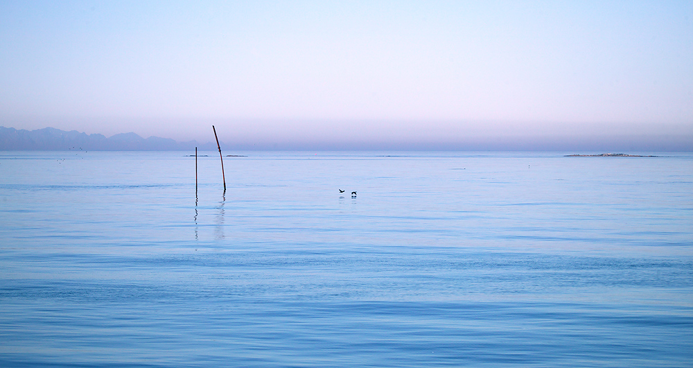 Zwei Stöcke, zwei Vögel ...