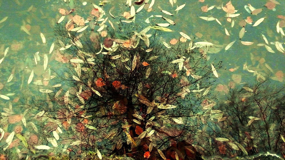 Geschichten von den Blättern