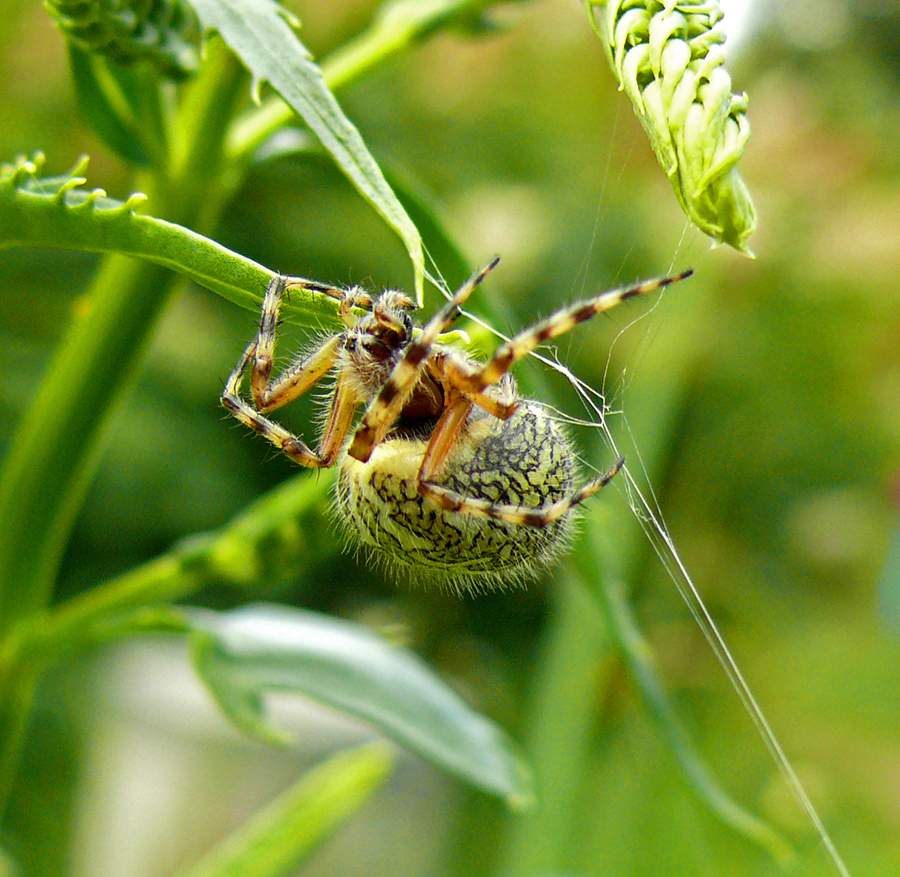 Akulepeyra tserepegiya
