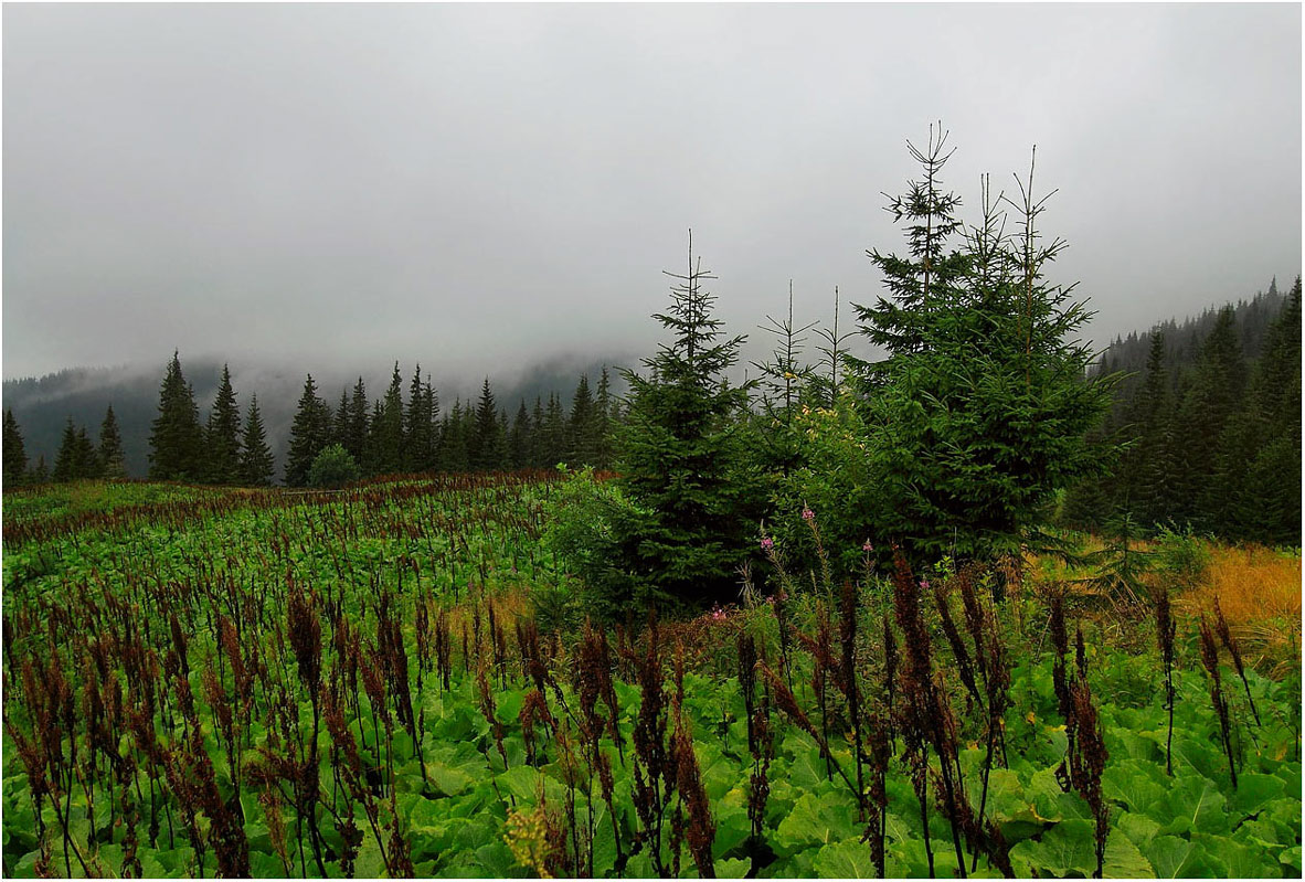 Morgen in den Karpaten ..