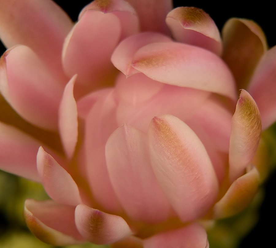 Knospen nach außen unscheinbar ...