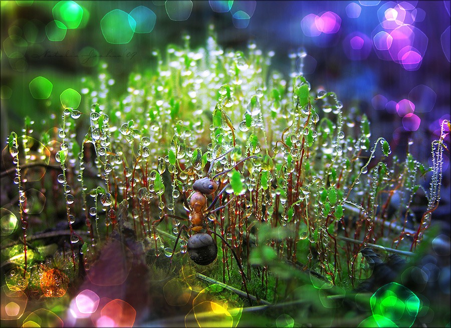 Unter dem Baldachin des Waldes betrunken ... # 2