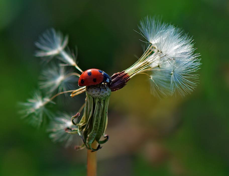 Mit Fallschirm-ready!